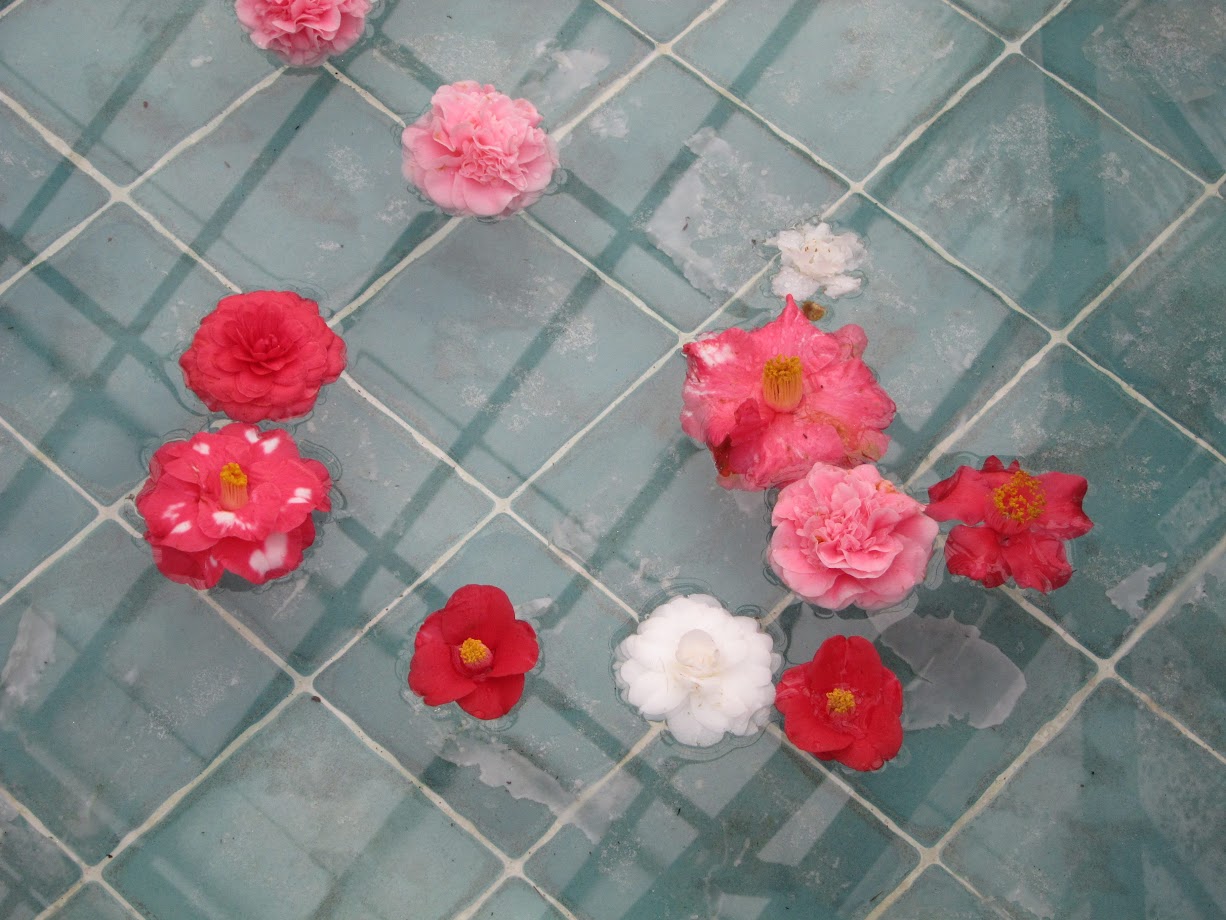 Flowers floating in water